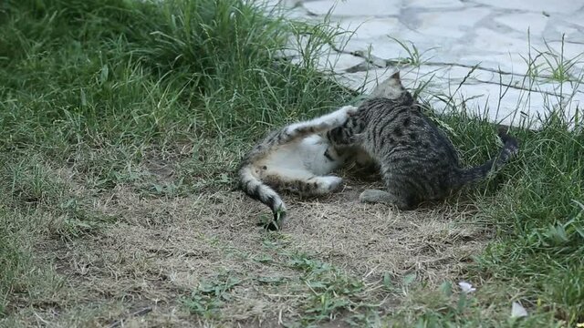 Beautiful kittens are playing on the lawn