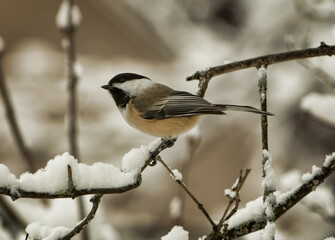 Winter scene with a black capped chickadee, poecile atricapillus