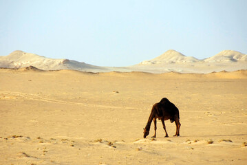 Camel in the desert wildlife