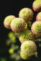 The autumn Flowers, chrysanthemum flowers wallpaper background.