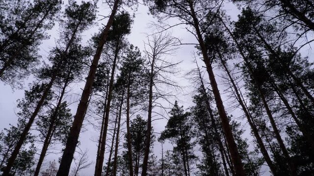Dark Creepy Forest. Bottom view of Tree Trunks and Branches Against a Stormy Sky