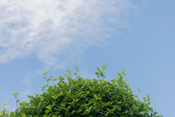 Khoi trees taken only light green leaves on the bottom.