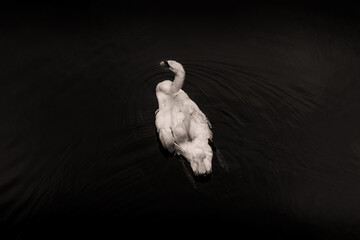 white swan, monochrome