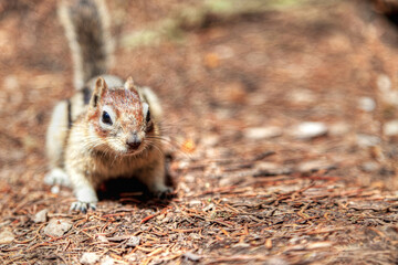Golden Mantled Ground Squirrel in Banff National Park With Copy Space
