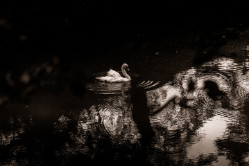 white swan, monochrome