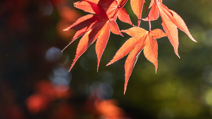 緑の森を背景に赤橙に染まった紅葉の葉
