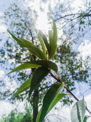 Fototapeta premium Tree branch with sky backlight