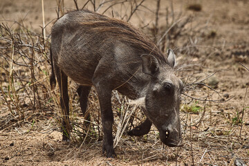 Fototapeta premium Detalhe de javali comendo, Kruger Park