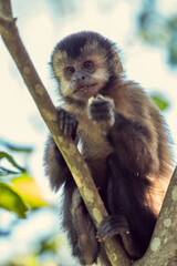 "Sapajus Apella" o "Mono Caí" sobre la rama de un árbol en el Parque Nacional Iguazú