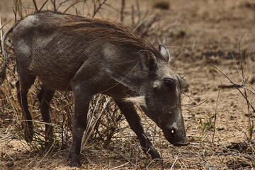 Fototapeta premium Detalhe de javali comendo, Kruger Park