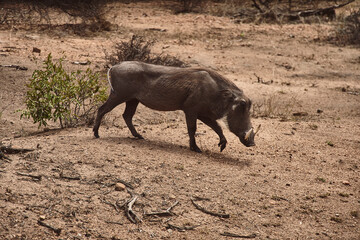 Javali correndo, Kruger Park