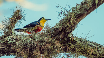 Pájaro carpintero arco iris sobre la rama de un árbol en el Parque Nacional Iguazú