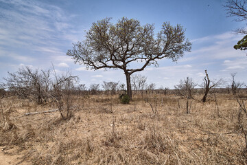 Sanvana, Kruger Park 