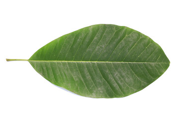 One green leaf isolated on white background