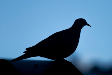 silhouette of a pigeon
