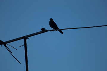 bird on a wire
