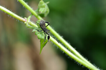 The young squash bug anasa tristis on little green leaf