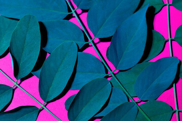The close-up shot of deep green leaves on a bright pink background. The concept photo was shot for your progressive design.