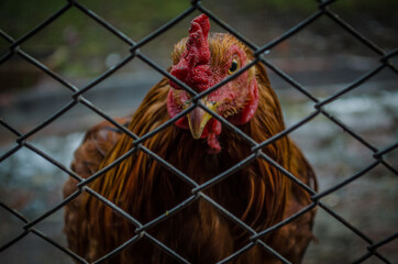 Gallina mirando fijamente