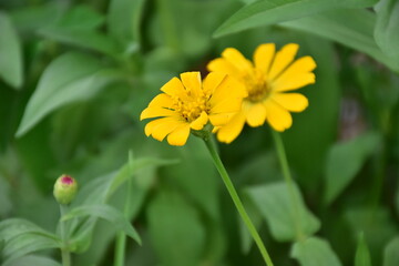 Zinnia flowers with natural blurred background.