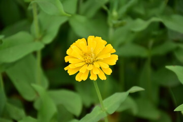 Zinnia flowers with natural blurred background.