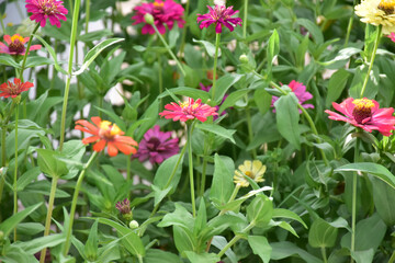Zinnia flowers with natural blurred background.
