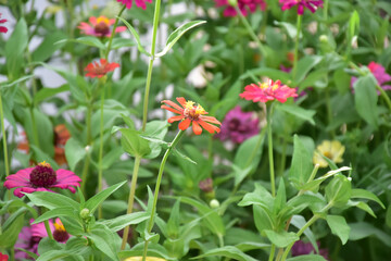 Obraz na płótnie Canvas Zinnia flowers with natural blurred background.