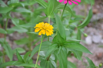 Zinnia flowers with natural blurred background.
