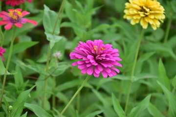 Obraz premium Zinnia flowers with natural blurred background.