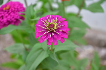 Obraz premium Zinnia flowers with natural blurred background.