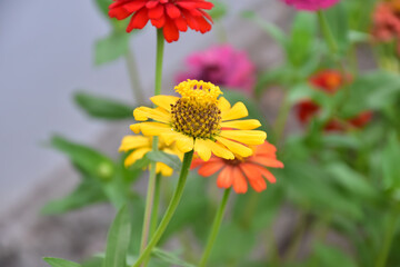 Zinnia flowers with natural blurred background.