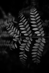 fern leaf in black and white