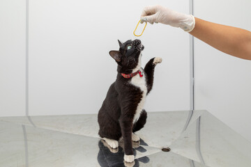 Beautiful black cat on the table of the veterinary clinic