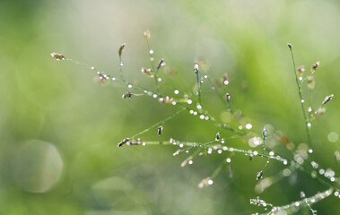 Twinkling on the top of the grass in the morning