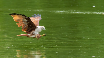 Brahminy Kite swooping down above water surface