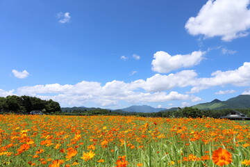 キバナコスモスの風景