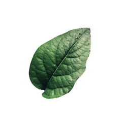 single green leaf on white background. leaf photo.