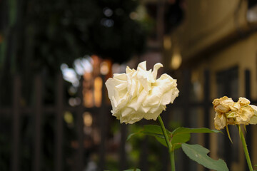 white flower