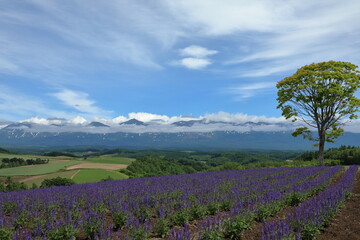 北海道のラベンダー