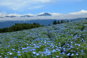 ネモフィラと富良野岳