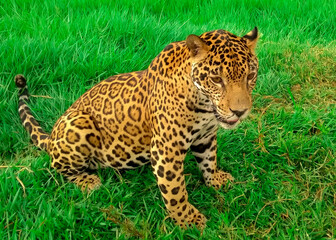 leopardo adulto sentado en el pasto verde