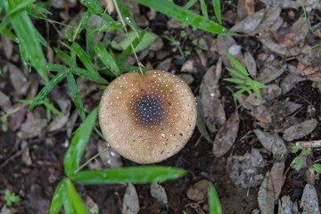 キノコ／イボテングタケの成菌の傘／Amanita ibotengutake 