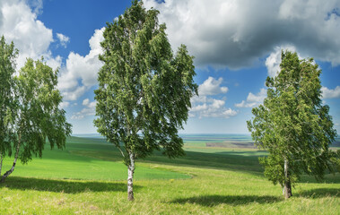 Fototapeta premium Birch trees against the blue sky with white clouds. Summer greens, forests and meadows.
