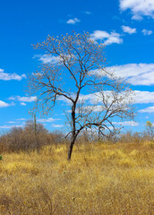 Ipê Roxo, Ipê Branco, Cerrado, Caatinga, ipe isolado, Bahia, Mansidão, 