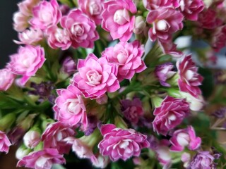 Pink flowers small