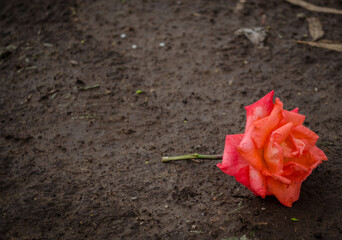 Rosa tirada en el camino