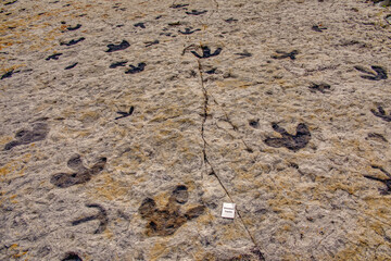 Dinosaur fossil tracks in the Denver Metro Area