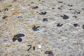 Dinosaur fossil tracks in the Denver Metro Area