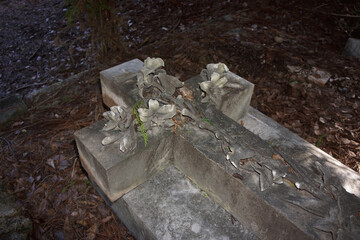 Fallen gravestone with carved lillies