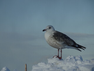 bird